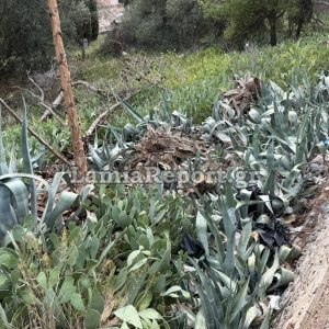 Αυτοί είμαστε! Δείτε που έφτασε ο κάδος στο Κάστρο της Λαμίας - ΒΙΝΤΕΟ