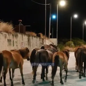 Κεφαλονιά: Άλογα καλπάζουν στη μέση του δρόμου Αργοστολίου – Πόρου - Δείτε βίντεο