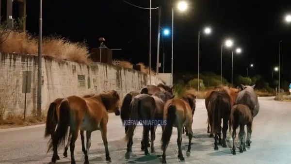 Κεφαλονιά: Άλογα καλπάζουν στη μέση του δρόμου Αργοστολίου – Πόρου - Δείτε βίντεο
