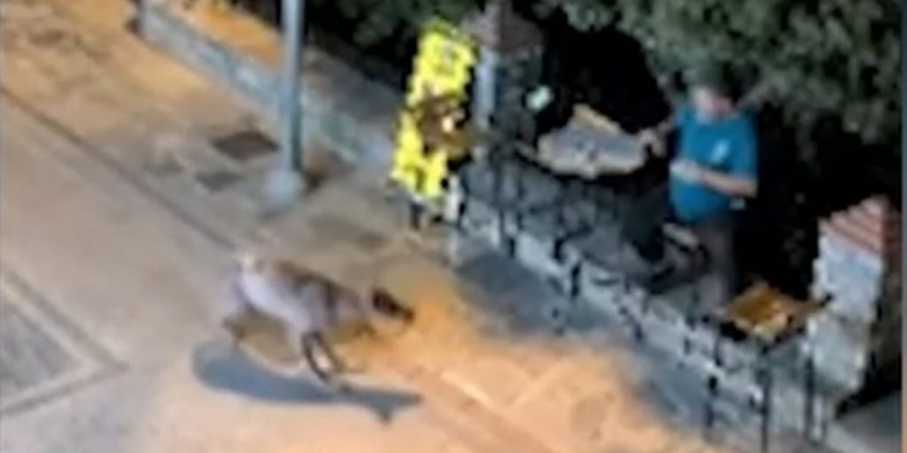 Χαλκιδική: Λύκος πλησίασε άνδρα έξω από κατάστημα στο χωριό Νικήτη -Δείτε βίντεο