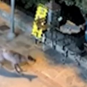 Χαλκιδική: Λύκος πλησίασε άνδρα έξω από κατάστημα στο χωριό Νικήτη -Δείτε βίντεο