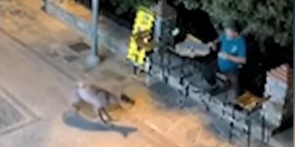Χαλκιδική: Λύκος πλησίασε άνδρα έξω από κατάστημα στο χωριό Νικήτη -Δείτε βίντεο