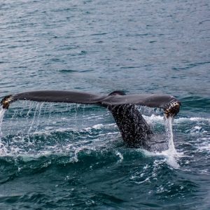 Μόμπι Ντικ: Η επιστήμη δικαιώνει, 200 χρόνια μετά, τον συγγραφέα του βιβλίου - Το κεφάλι του φυσητήρα μπορεί να βυθίσει πλοία