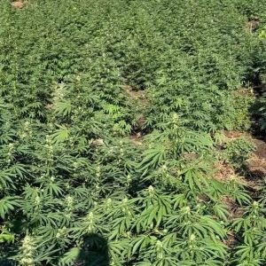 «Δάσος» με δενδρύλλια κάνναβης αποκάλυψαν οι αστυνομικοί στον Τύρναβο (ΒΙΝΤΕΟ-ΦΩΤΟ)
