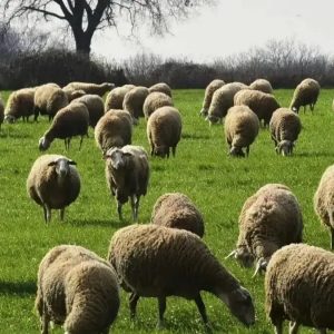 Κτηνοτρόφοι: Σήμερα καταβάλλονται 7,7 εκατ. ευρώ για απώλειες ζώων στη Λέσβο