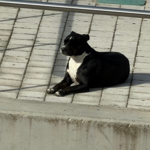 Μήπως ψάχνετε το συγκεκριμένο σκυλί;