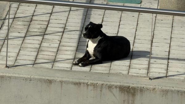 Μήπως ψάχνετε το συγκεκριμένο σκυλί;