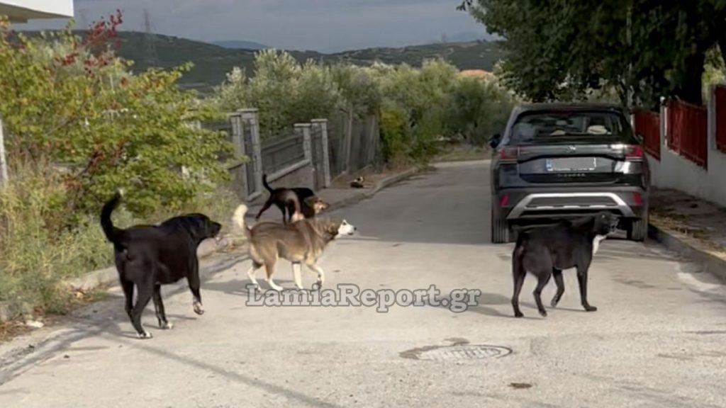 Λαμία: «Ακόμα και σήμερα πετάγομαι στον ύπνο μου» - Κατέθεσε μήνυση η μητέρα που δέχθηκε επίθεση από σκυλιά έξω από νηπιαγωγείο