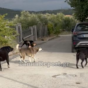 Λαμία: «Ακόμα και σήμερα πετάγομαι στον ύπνο μου» - Κατέθεσε μήνυση η μητέρα που δέχθηκε επίθεση από σκυλιά έξω από νηπιαγωγείο