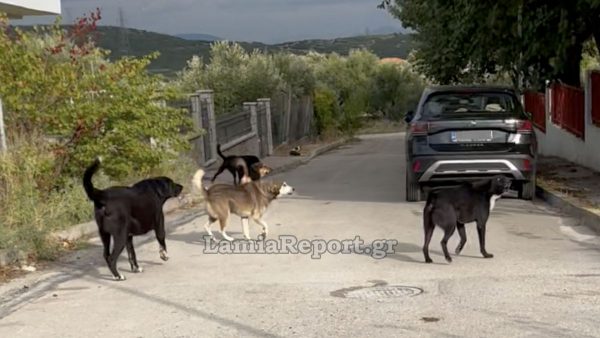 Λαμία: «Ακόμα και σήμερα πετάγομαι στον ύπνο μου» - Κατέθεσε μήνυση η μητέρα που δέχθηκε επίθεση από σκυλιά έξω από νηπιαγωγείο