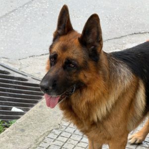 Μήπως αναζητάτε τον σκύλο της φωτογραφίας;