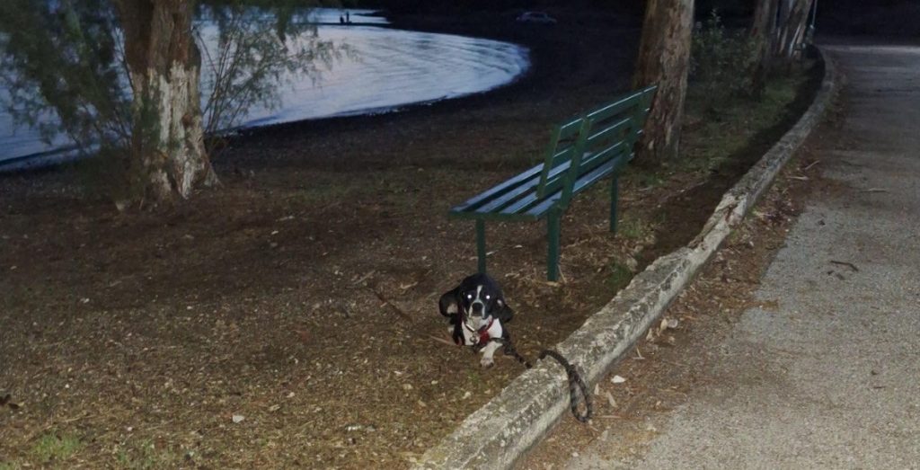 Εγκαταλείφθηκε το σκυλάκι της φωτογραφίας