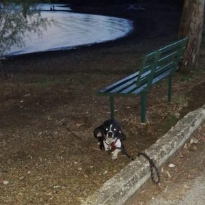 Εγκαταλείφθηκε το σκυλάκι της φωτογραφίας