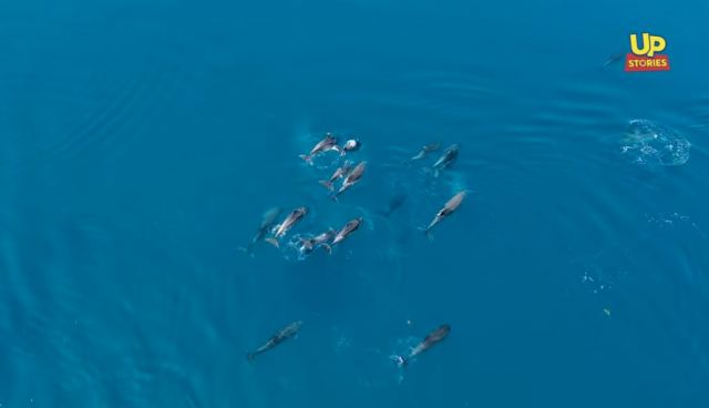 Τα δελφίνια που 