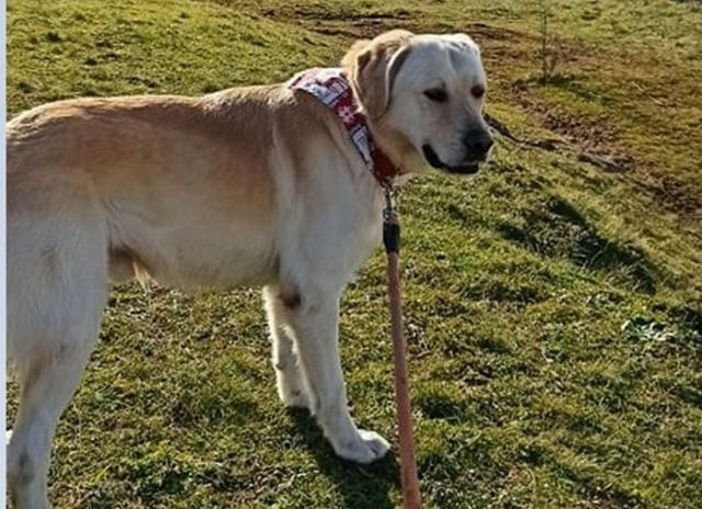 Χάθηκε το σκυλάκι της φωτογραφίας...