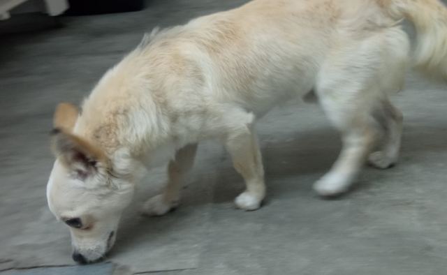 Μήπως αναζητάτε το σκυλάκι της φωτογραφίας;