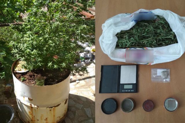 Φθιώτιδα: Εντόπισαν τα χασισόδεντρα σε γλάστρες