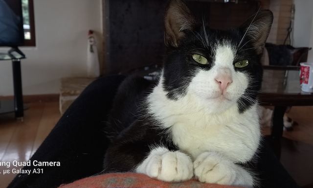 Χάθηκε ο Λόρδος - Μήπως τον είδατε;