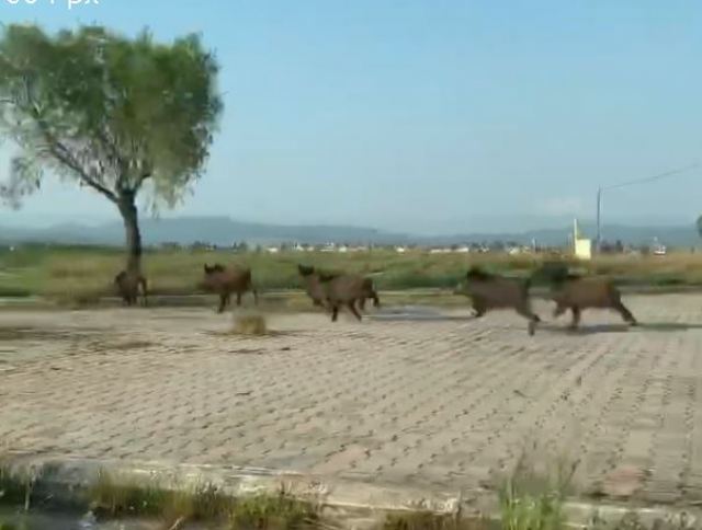 Αγριογούρουνα τώρα και στην παραλία!