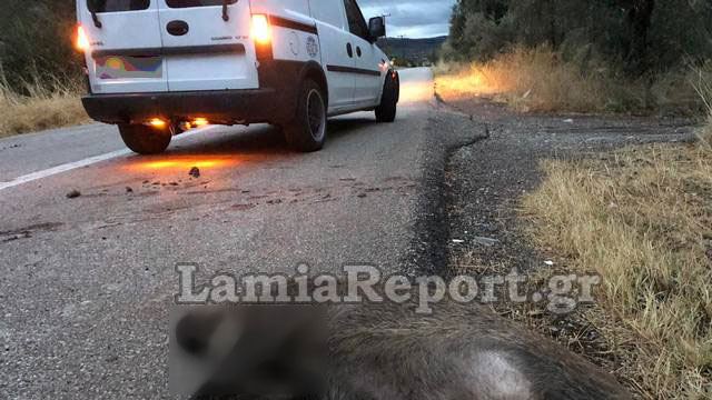 Φθιώτιδα: Νέο τροχαίο με αγριογούρουνο (ΦΩΤΟ)