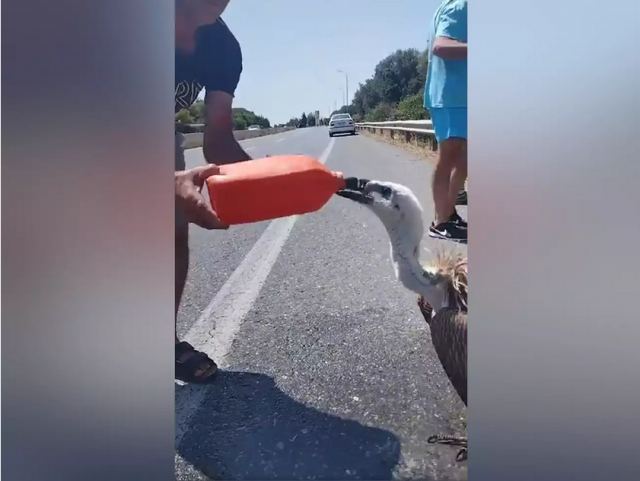 Διψασμένος γυπαετός «λύγισε» από τον καύσωνα στο Ηράκλειο - Τον έσωσαν οι περαστικοί