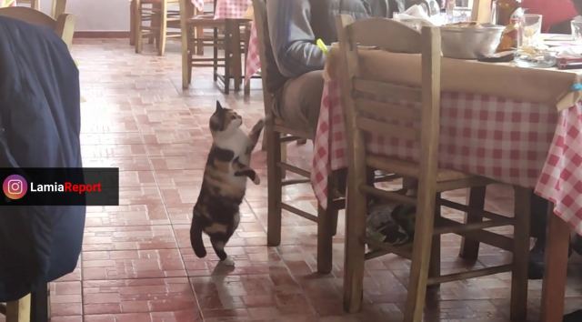 Τελικά οι γάτες παίρνουν πάντα αυτό που θέλουν... - Δείτε απολαυστικό βίντεο