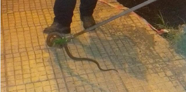 Το φίδι είχε μπει στη ρόδα του αυτοκινήτου