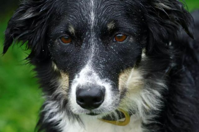 Πρώην σύντροφος 25χρονου καταγγέλλει πως προσπάθησε να της σκοτώσει το σκύλο επειδή χώρισαν