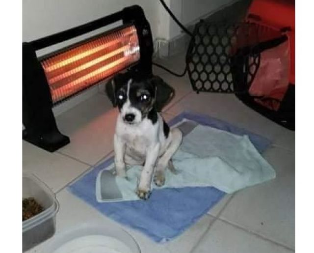 Θέλετε να υιοθετήσετε αυτό το κουταβάκι;