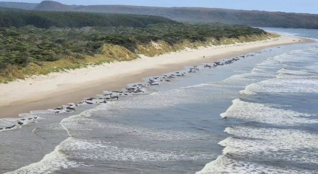 Τασμανία: Περίπου 230 φάλαινες πιλότοι στις δυτικές ακτές της