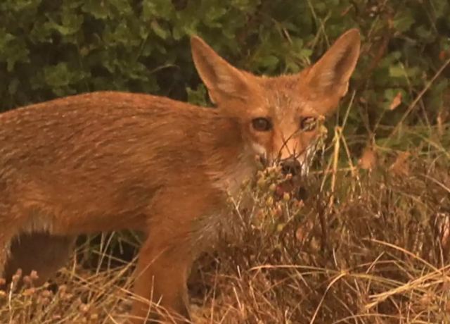 Μια μικρή αλεπού «αποφάσισε» να γίνει το κατοικίδιο μιας οικογένειας