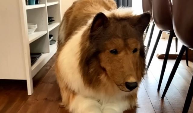 Ο άντρας που ξόδεψε 12.500 λίρες για να μεταμορφωθεί σε σκύλο αποκάλυψε την αντίδραση της οικογένειάς του (BINTEO)