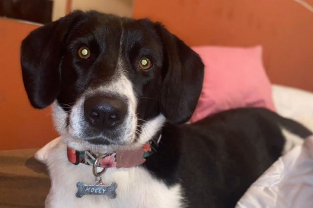 Χαρίζεται η Μόλλυ!