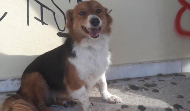 Αναζητάτε το σκυλάκι της φωτογραφίας;