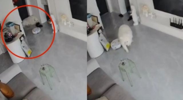 Ηλεκτρική σκούπα «επιτέθηκε» σε σκύλο: Η τιτάνια μάχη να ξεφύγει (ΒΙΝΤΕΟ)