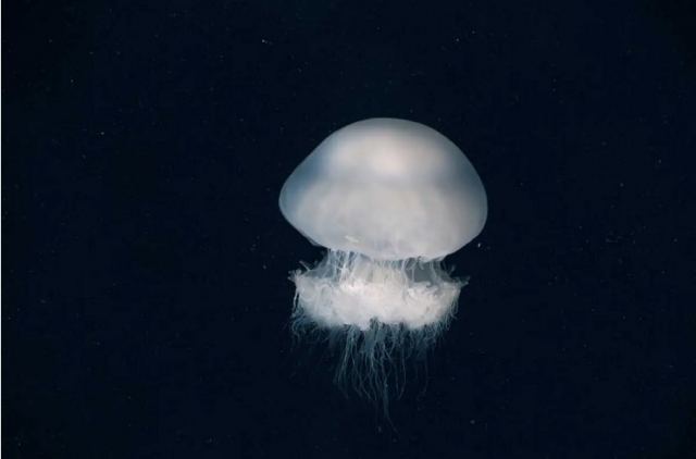 Η Μεσόγειος φλέγεται: Ο θαλάσσιος «καύσωνας» φέρνει δραματικές αλλαγές στην πανίδα και την χλωρίδα