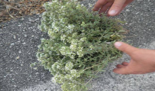 Είχε πάει για να μαζέψει ρίγανη - Βρέθηκε νεκρός