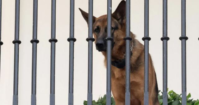 Έδιωξαν από τον Λευκό Οίκο τον σκύλο του Μπάιντεν που δάγκωσε 10 φορές μυστικούς πράκτορες!