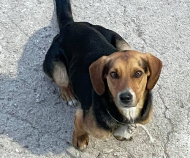 Λαμία: Πέταξε το σκυλάκι στο δρόμο