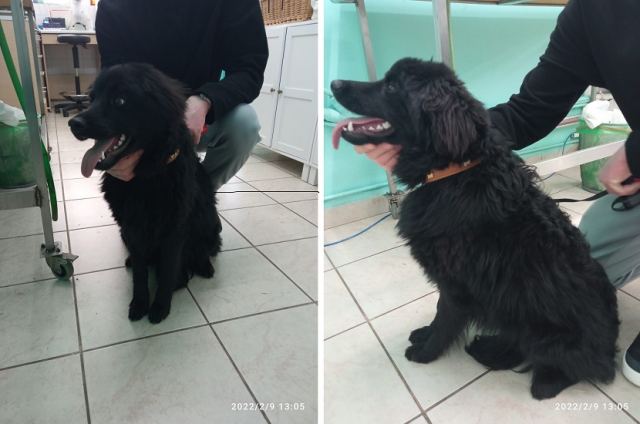 Βρέθηκε το σκυλάκι της φωτογραφίας - Μήπως το αναζητάτε;