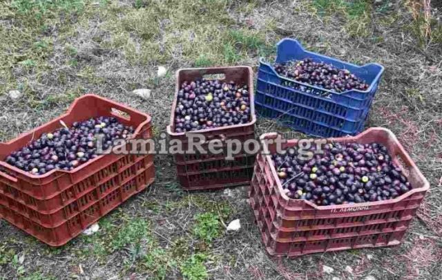 Γλύφα: Πήγε στο κτήμα και βρήκε τους κλέφτες να μαζεύουν τις ελιές