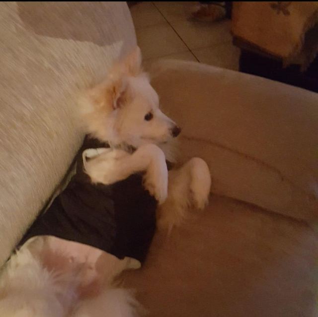 Χάθηκε η Λίζα - Βοηθήστε να τη βρούμε