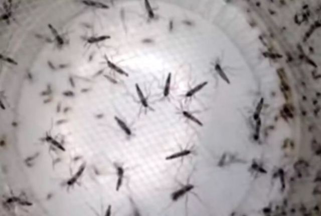 Ιός του Δυτικού Νείλου: 25 τα κρούσματα στην Ελλάδα – Τα 12 την τελευταία εβδομάδα