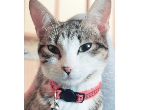 Χάθηκε η Λουξ - Βοηθήστε να τη βρούμε