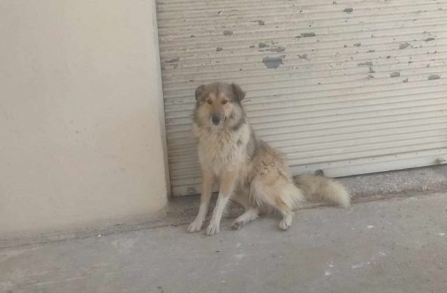 Μήπως ψάχνετε το σκυλάκι της φωτογραφίας?