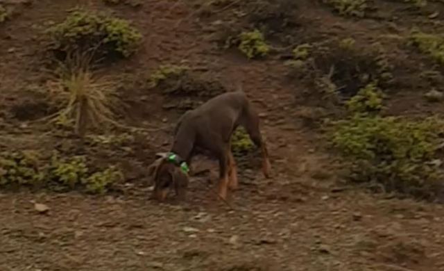 Χάθηκε κυνηγόσκυλο στο Κάστρο - Βοηθήστε να το βρούμε