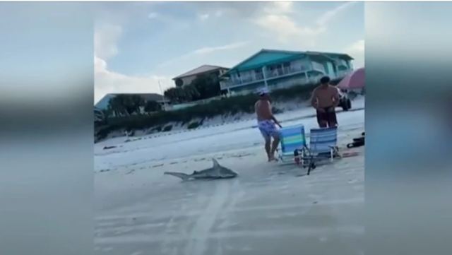 Σοκαριστικό βίντεο: Άνδρες σκοτώνουν με μαχαίρι καρχαρία – Προσοχή σκληρές εικόνες