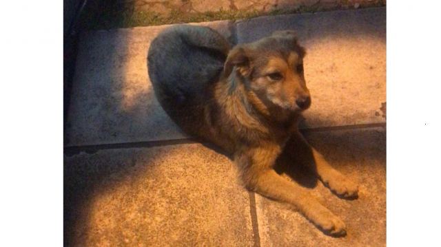 Ποιος θα υιοθετήσει αυτή τη φατσούλα?