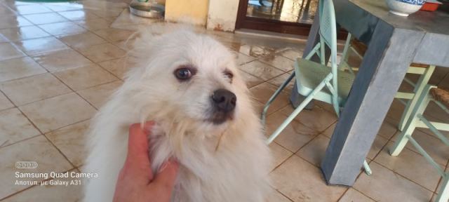 Βρέθηκε ο σκυλάκος της φωτογραφίας...