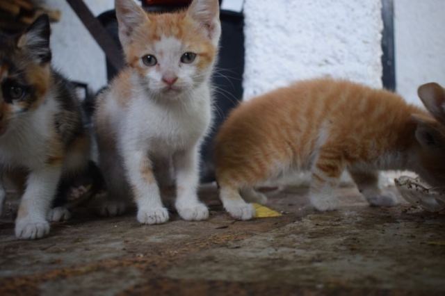 Χαρίζονται πέντε χαριτωμένα γατάκια